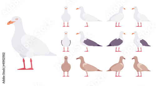 Gulls, seagulls wildlife seabirds and marine set. Wildlife study, ornithology and birdwatching concept. Vector flat style cartoon illustration isolated on white background, different views