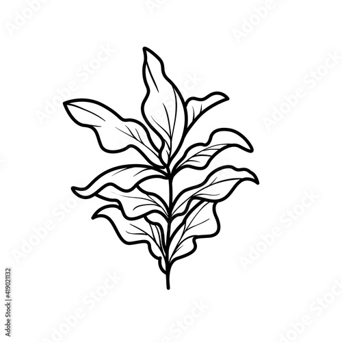 Algae with lush leaves coloring book linear drawing isolated on white background