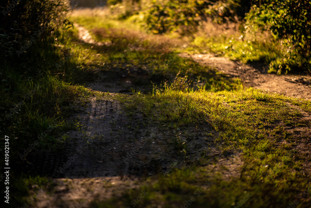 Hügelliger Weg im Wald Hügelliger Weg im Wald