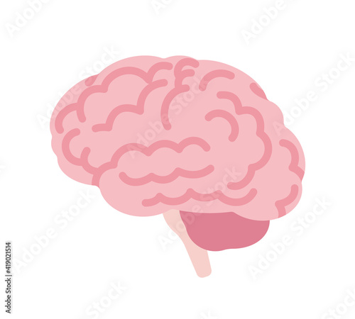 Human brain anatomical study, medical, scientific classroom model side view. Nervous system central organ of intellect, education. Vector flat style cartoon illustration isolated on white background