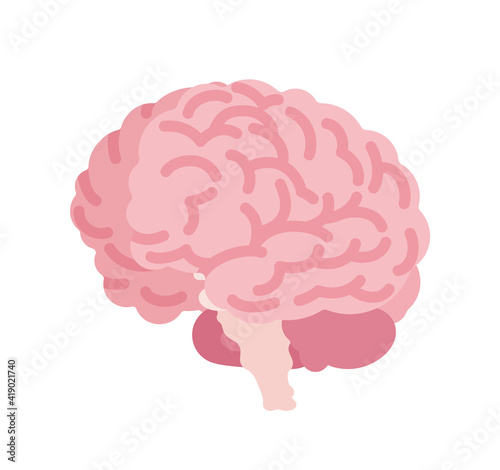 Human brain for anatomical study, medical and scientific classroom model. Nervous system central organ, intellect, education symbol. Vector flat style cartoon illustration isolated on white background