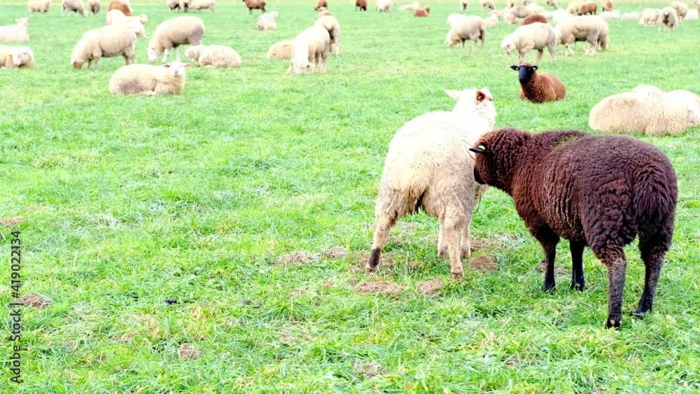black and white sheep graze in meadow, houses are visible in background, concept of economics, agriculture, breeding black and white sheep graze in meadow, houses are visible in background, concept of economics, agriculture, breeding