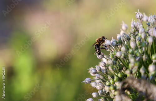Honey bee on white onion flower in garden