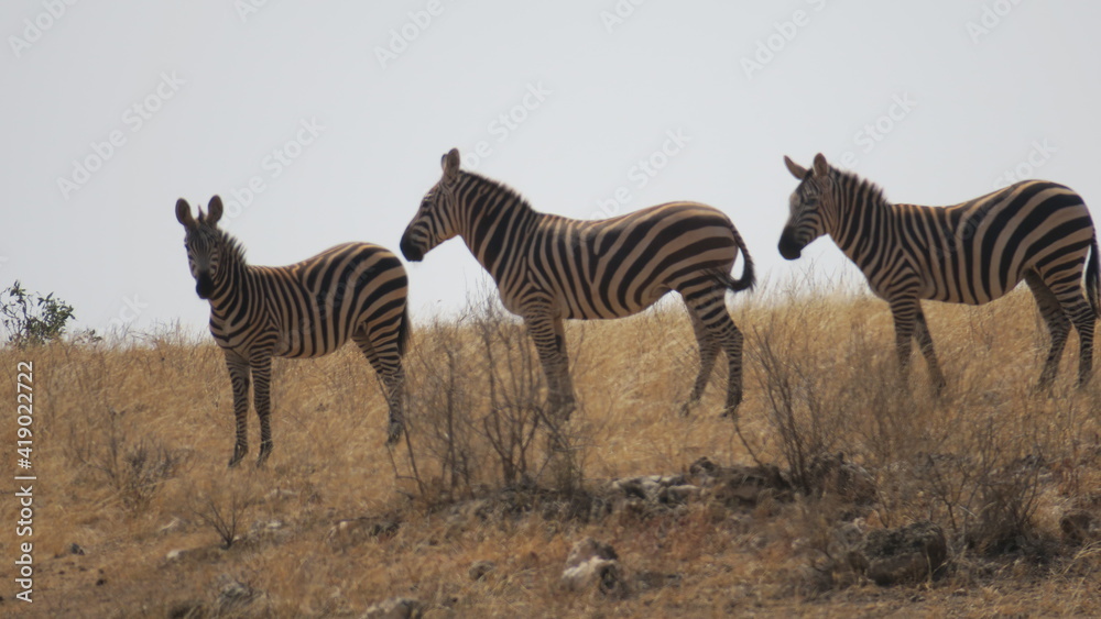 Obraz premium Zebras