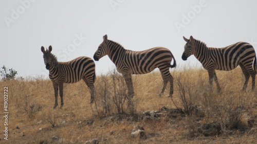 Zebras