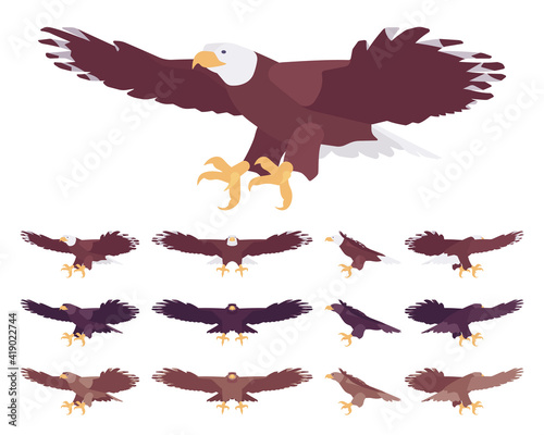 Eagle set, large powerful bird with massive wings in flight. Wildlife study, ornithology and birdwatching concept. Vector flat style cartoon illustration isolated on white background, different views
