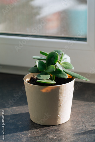 Houseplant Crassula in pot, foliage nature background, close up on the window. Flower shop concept photo