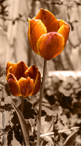 Tulpen_VolodymyrRussu