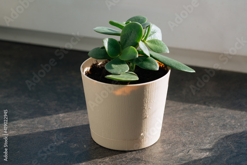 Houseplant Crassula in pot, foliage nature background, close up on the window. Flower shop concept photo