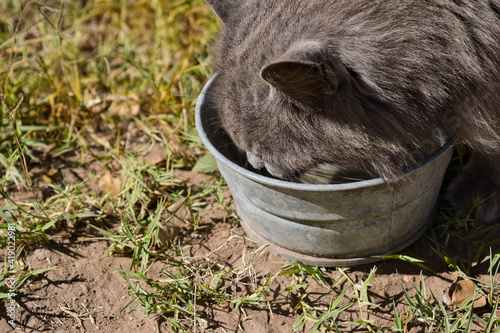Grey cat drinking water from a small bucket in the garden