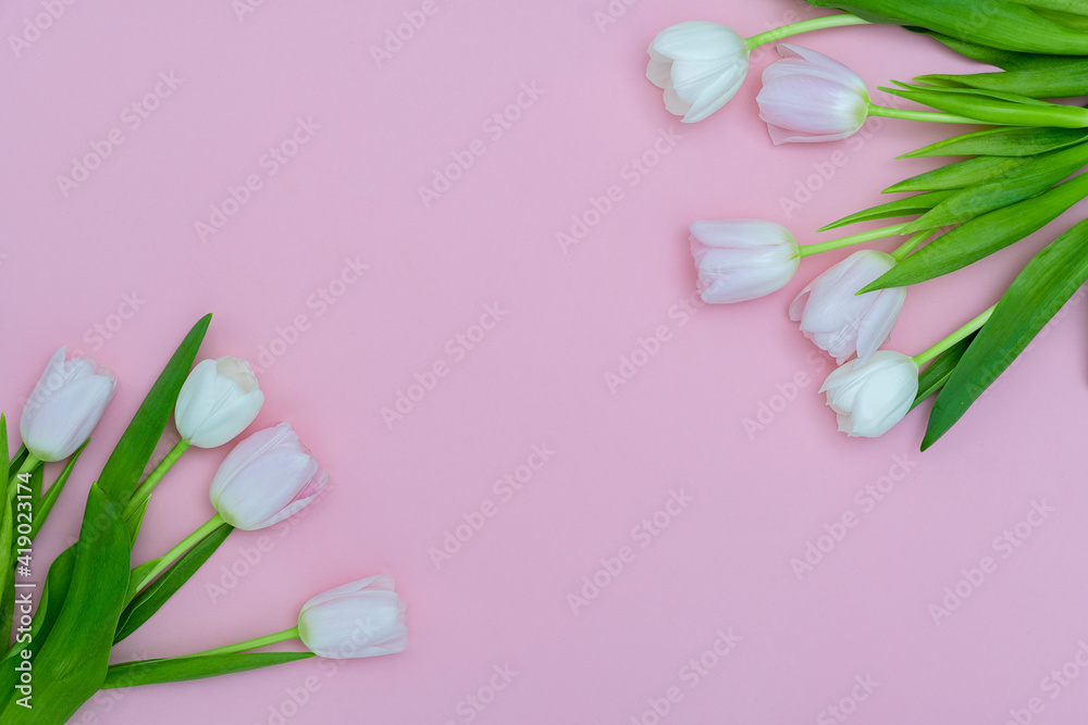 Bouquet of pink tulips on a pink paper background. Spring card mockup with place for text. Five flowers tulip close-up. Tulip - a symbol of spring and Easter.