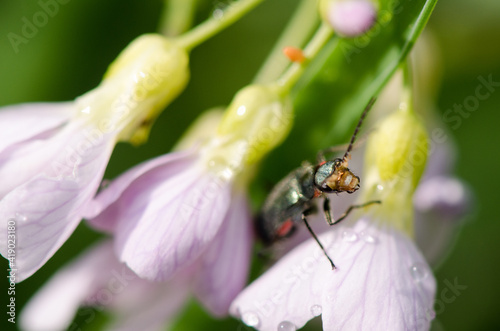 Käfer_VolodymyrRussu