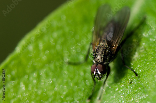 Fliege_VolodymyrRussu