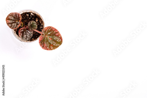 Houseplant Peperomia Caperata Abricos in pot, foliage nature background, close up on the light background. Flower shop concept