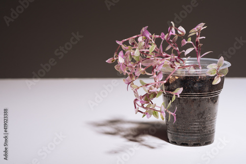 Houseplant Callisia repens Pink Lady in pot, foliage nature background, close up on the light background. Flower shop concept photo