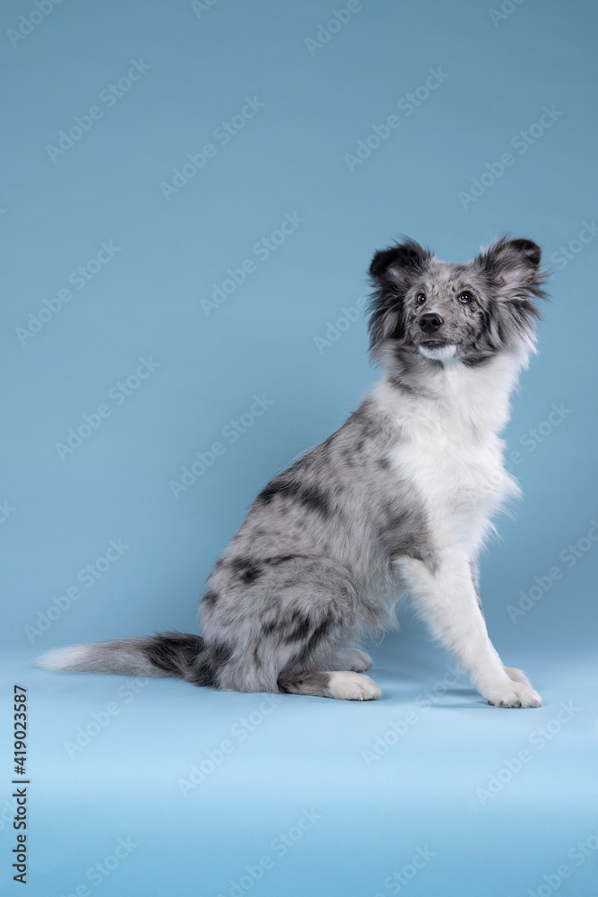 Cute young shetland sheepdog puppy sitting against a blue background