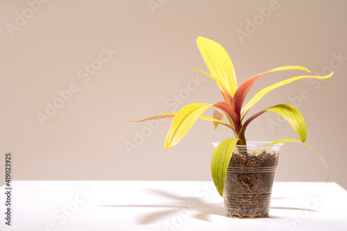 Houseplant Rhoeo sitara's gold in pot, tropical foliage nature background, close up on the light background. Flower shop concept