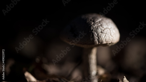 Dunklerpilz_VolodymyrRussu