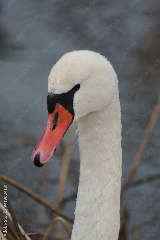 Obraz premium Ptactwo wodne ,szyja łabędzia