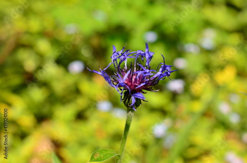 Blume_VolodymyrRussu