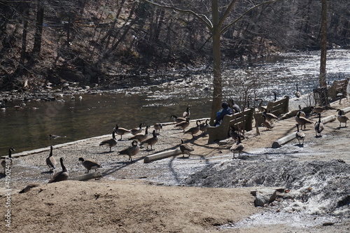 People Feeding Geese at the Creek's Edge photo