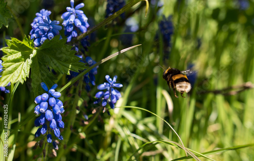 Hummel und Blume