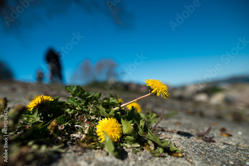 Löwenzahn_VolodymyrRussu