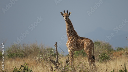 Canvas Print Calf(Baby Giraffe)