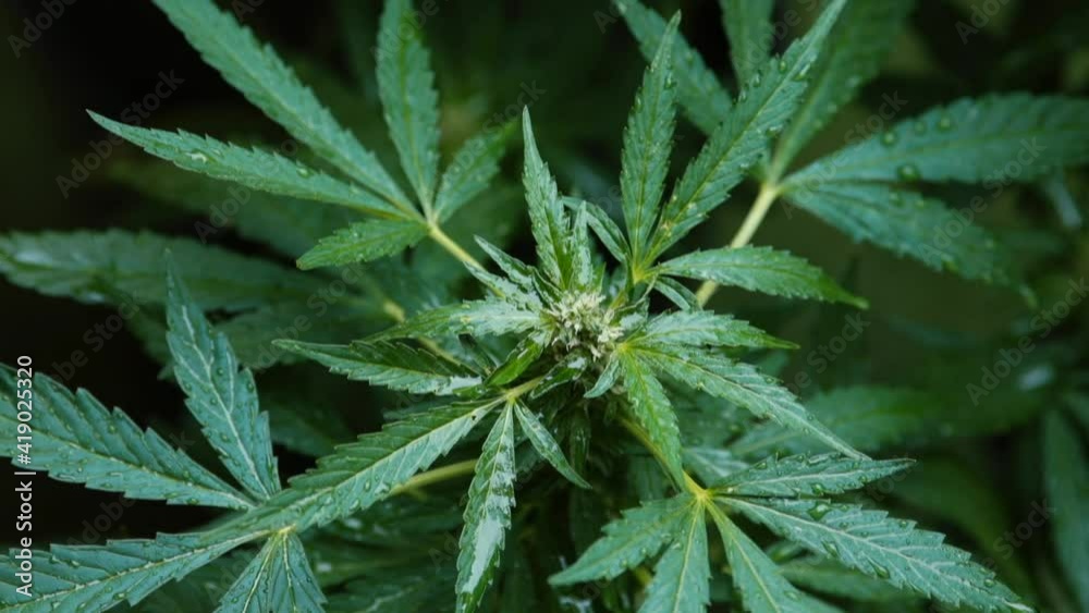 Growing medicinal plants. Watering with water, increasing moisture. Ripening time. Raw material. Dark background. Growing medicinal plants. Watering with water, increasing moisture. Ripening time. Raw material. Dark background.