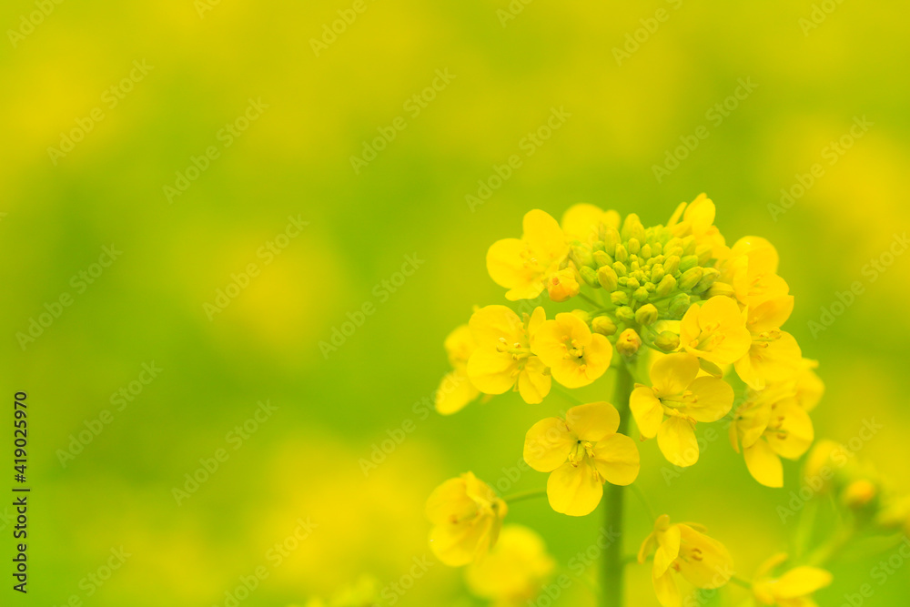 yellow flowers in spring
菜の花 yellow flowers in spring
菜の花