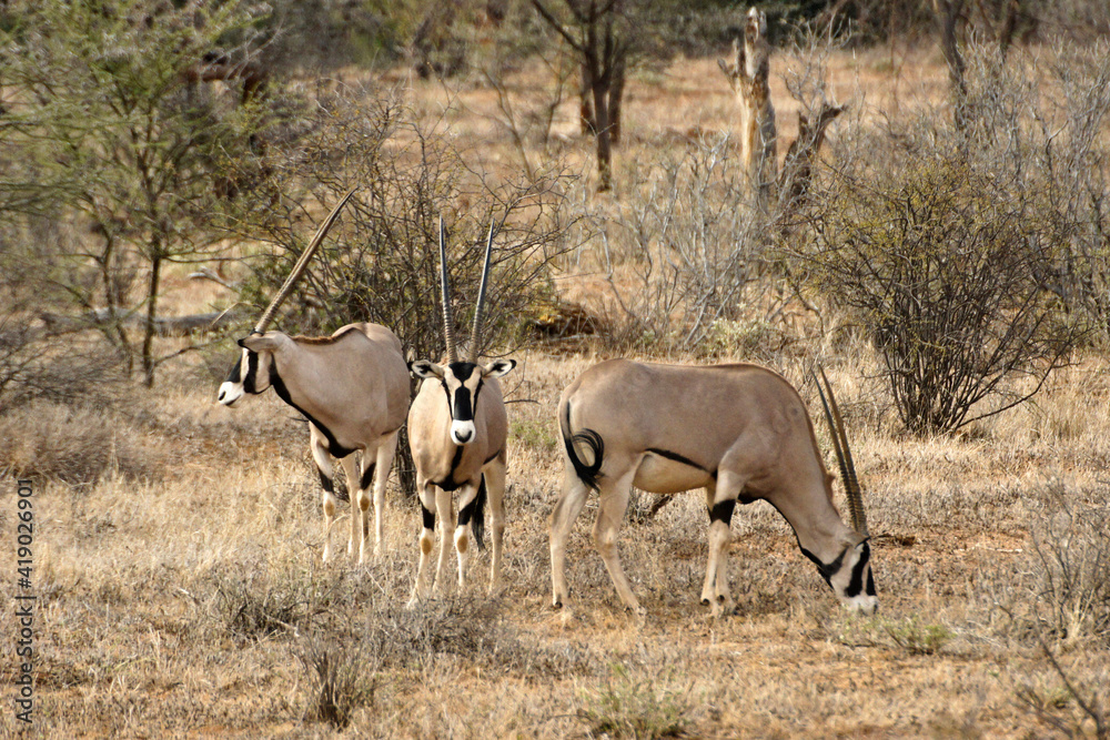 Beisa oryxes, Samburu Game Reserve, Kenya Beisa oryxes, Samburu Game Reserve, Kenya