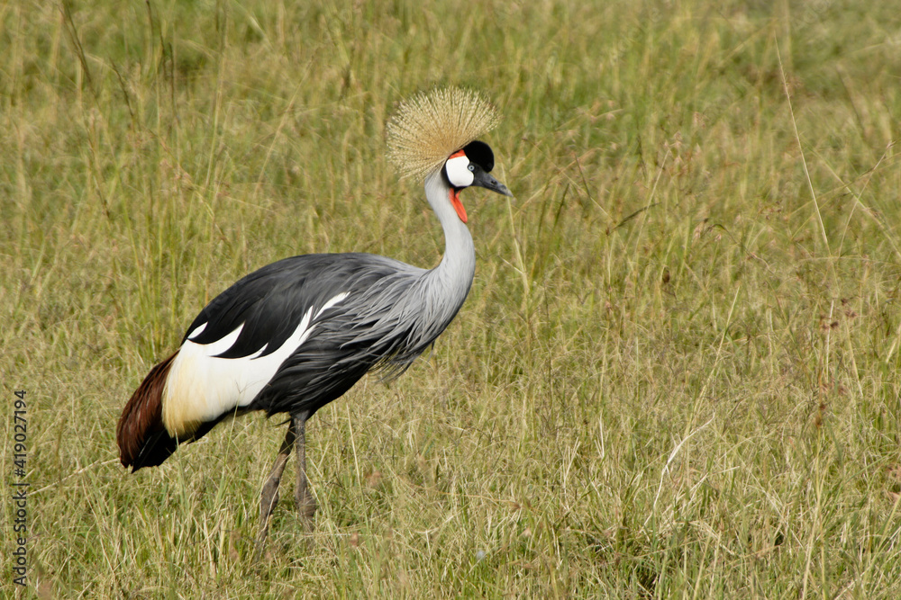 Obraz premium Crowned crane (crested crane) walking in long grass, Masai Mara Game Reserve, Kenya