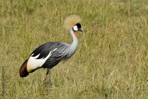 Crowned crane (crested crane) walking in long grass, Masai Mara Game Reserve, Kenya