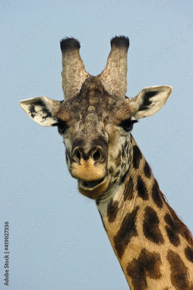Fototapeta premium Portrait of Masai giraffe chewing its cud, Masai Mara Game Reserve, Kenya