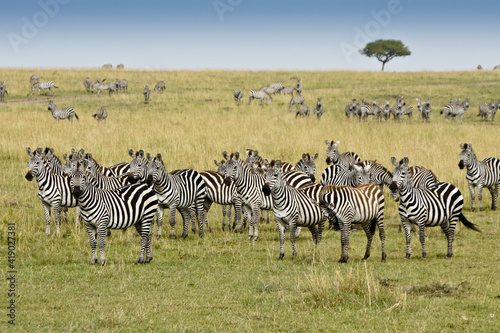 Burchell s  common  plains  zebras on grassland  Masai Mara Game Reserve  Kenya