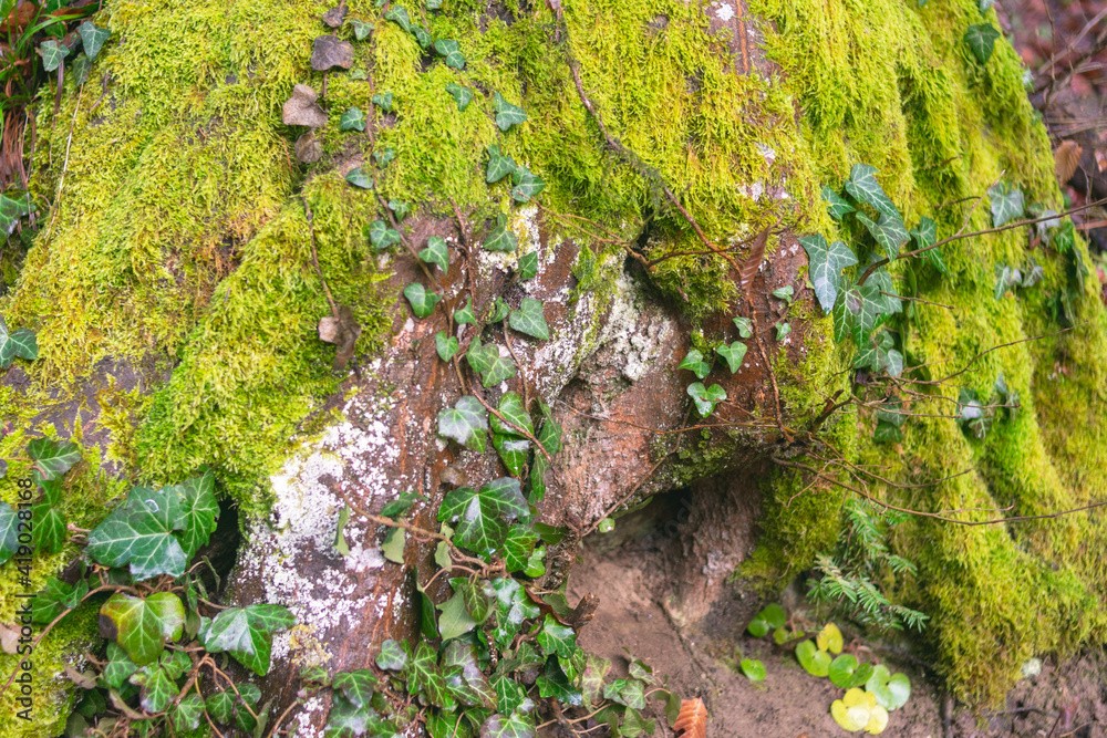Fototapeta premium Colorful green grass in a twilight forest
