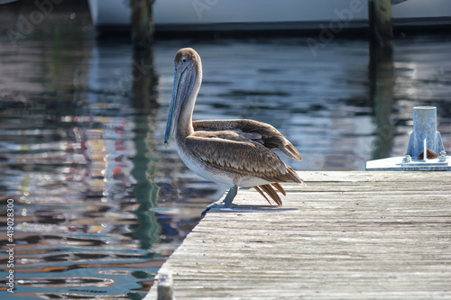 Tarpon Springs Florida Seaside City Tourist Destination Sponge Diving Pelican on Dock