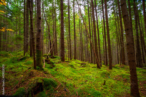 beautiful fresh green forest