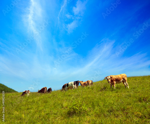 Cows in a green field