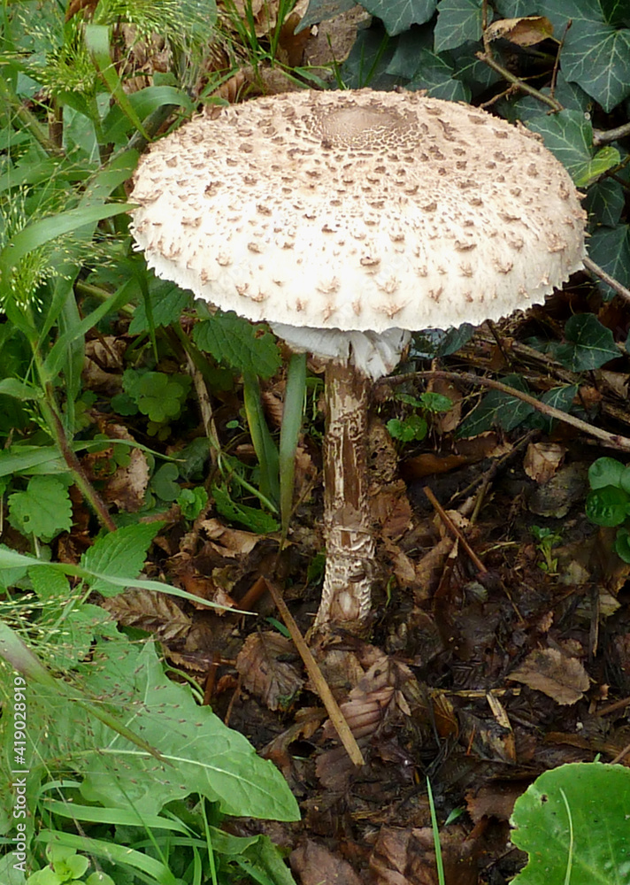 Chain mushroom on forest floor