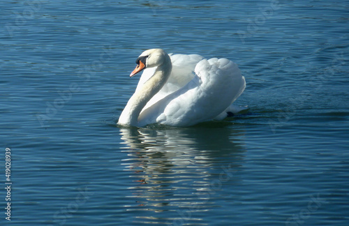 Here is a proud swan swimming