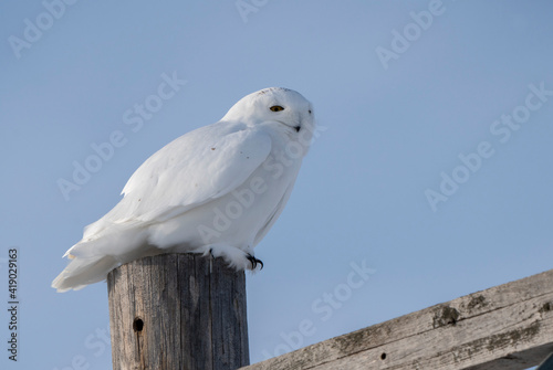 Snowy Owl WInter
