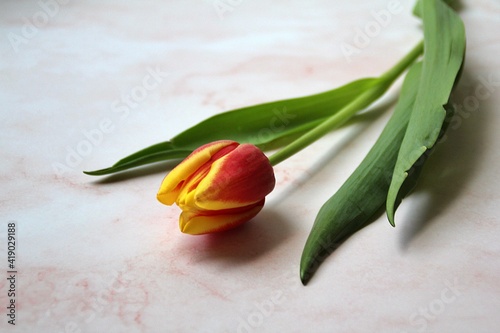 yellow-red tulip  spring flower  cut flower  flower with green leaves lying on the table top