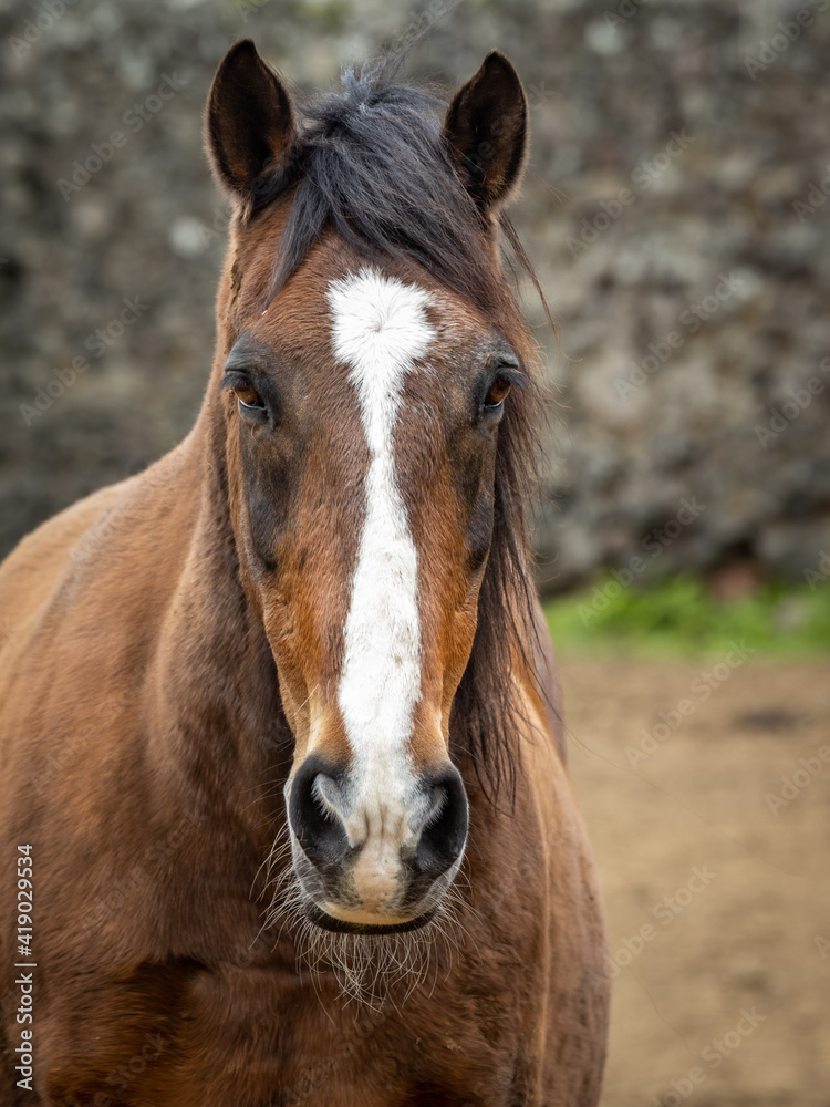 Portrait of brown and white horse, Lusitano breed, outdoors. Portrait of brown and white horse, Lusitano breed, outdoors.