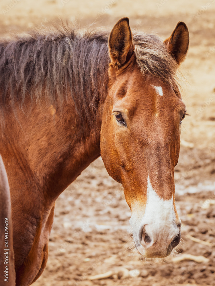 Obraz premium Portrait of brown and white horse, Lusitano breed, outdoors.