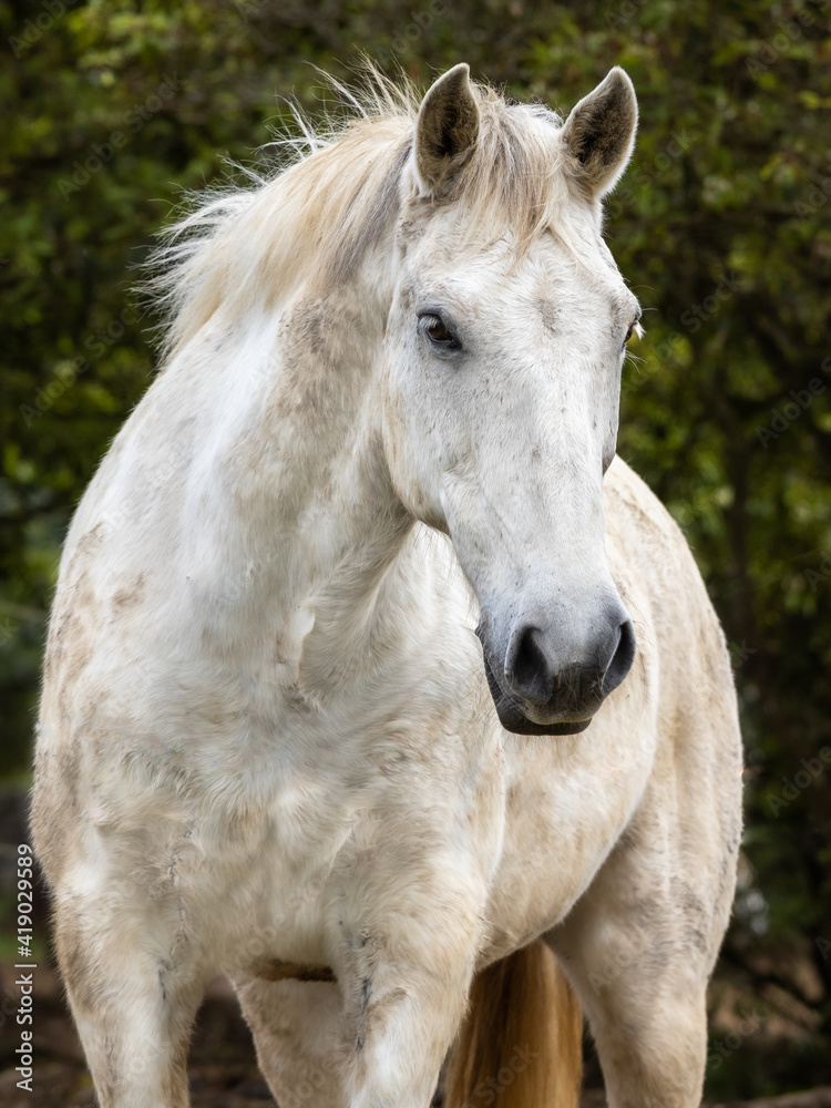 Obraz premium Portrait of white horse, Lusitano breed, outdoors.