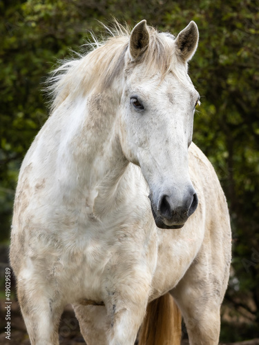 Portrait of white horse, Lusitano breed, outdoors.