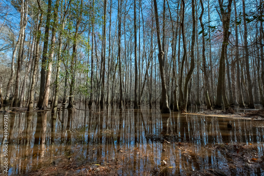 Obraz premium Black Gum Trees in the Swamp at General Coffee State Park, Georgia