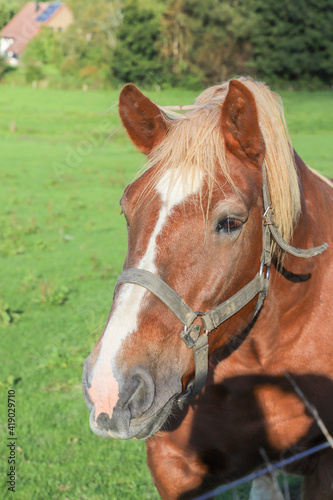 Portrait of a horse.