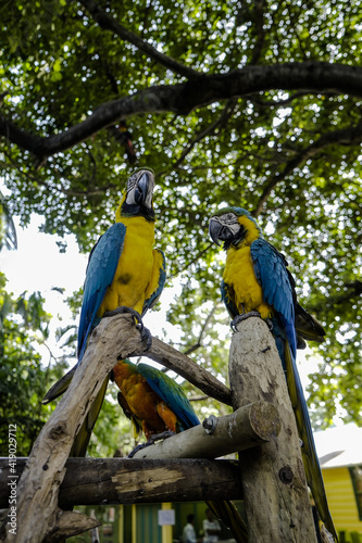 two blue and yellow macaw ara/ parrot in colombia